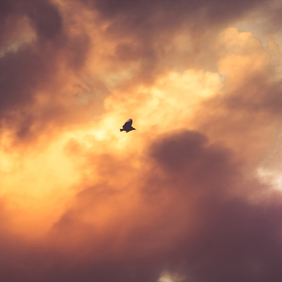 bird's picture